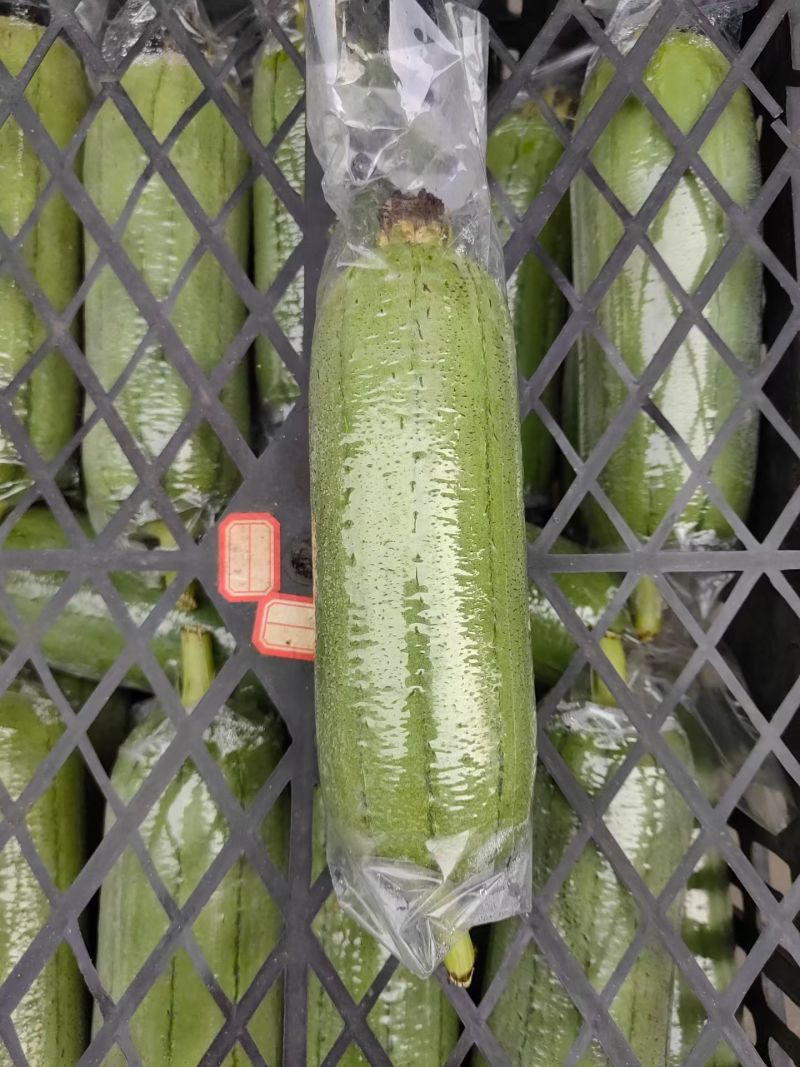 精品高山短丝瓜