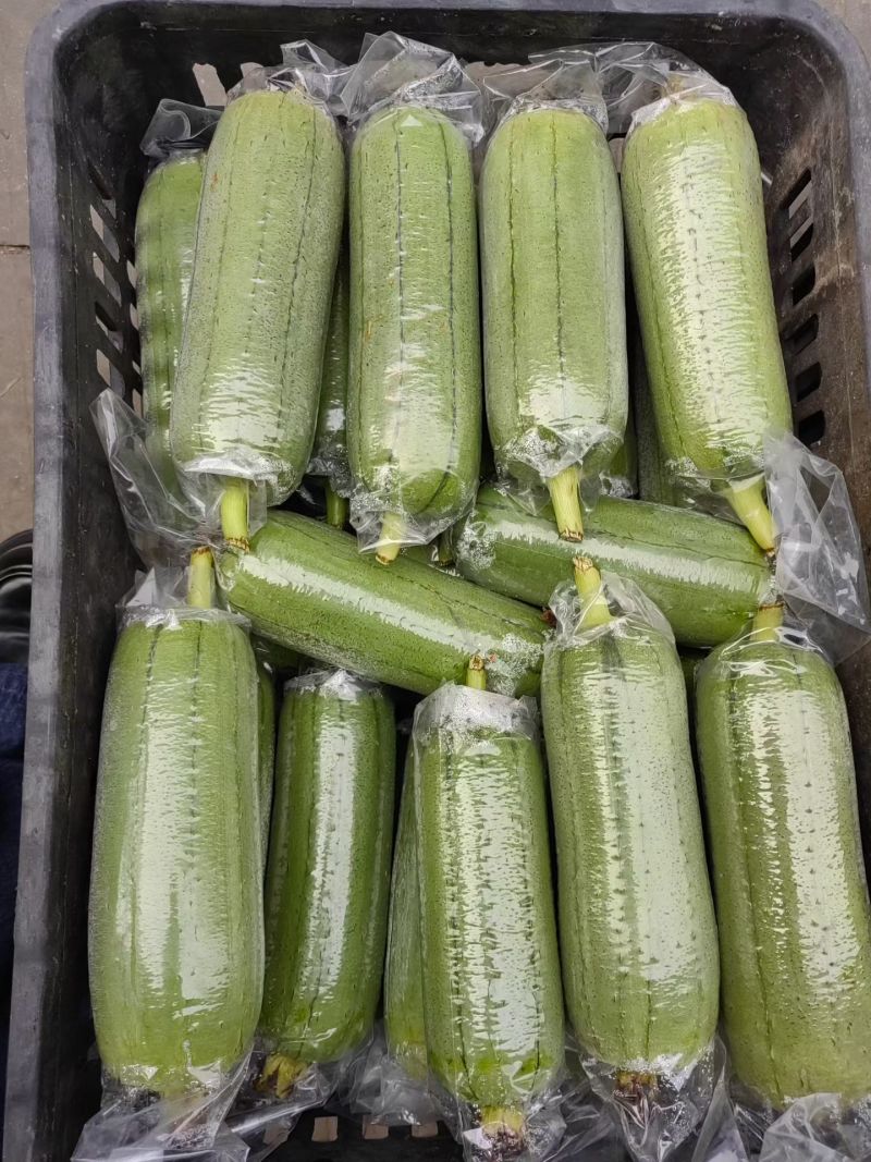 精品高山短丝瓜