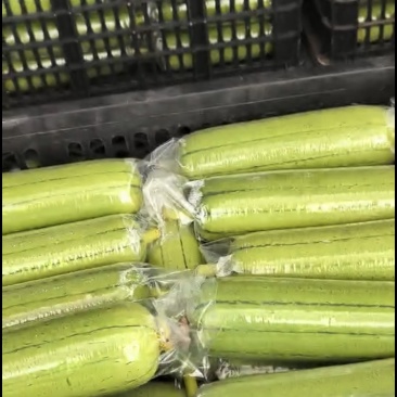 精品高山短丝瓜