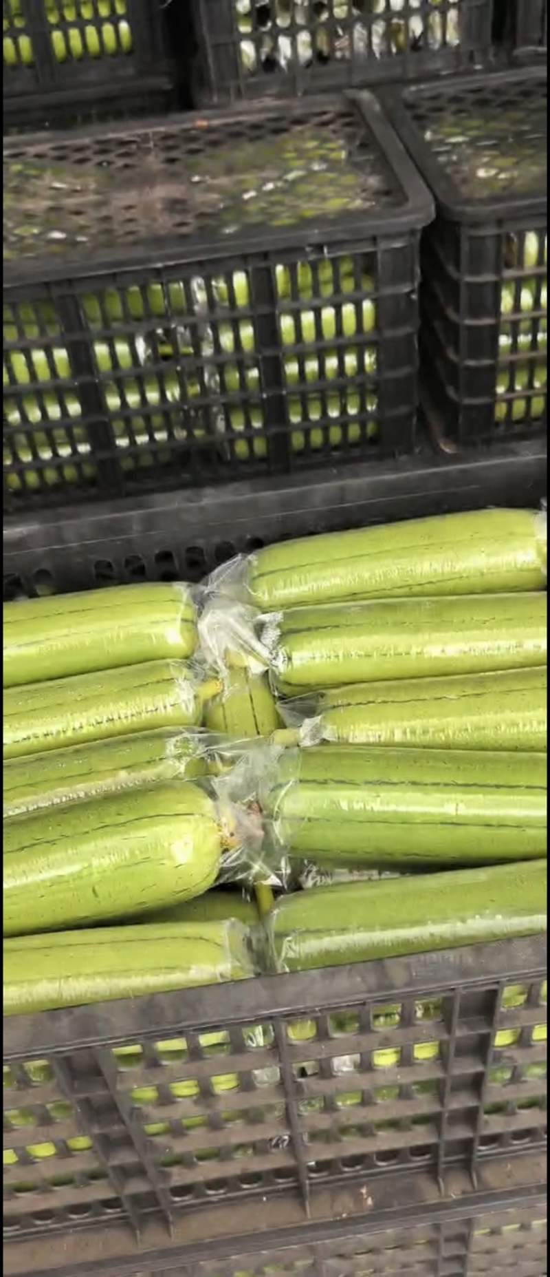 精品高山短丝瓜