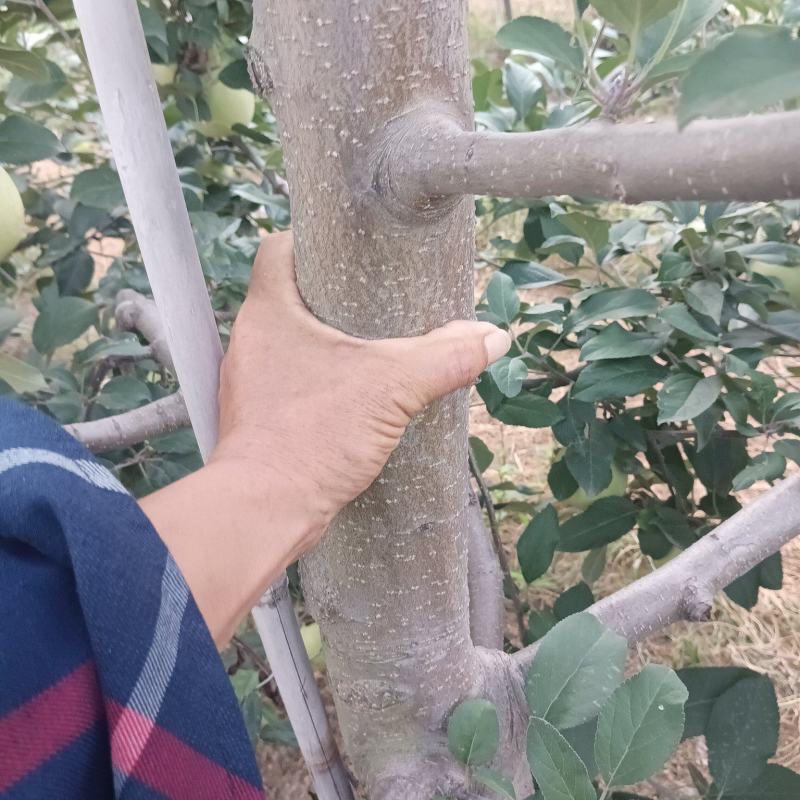 出售五年苹果树
