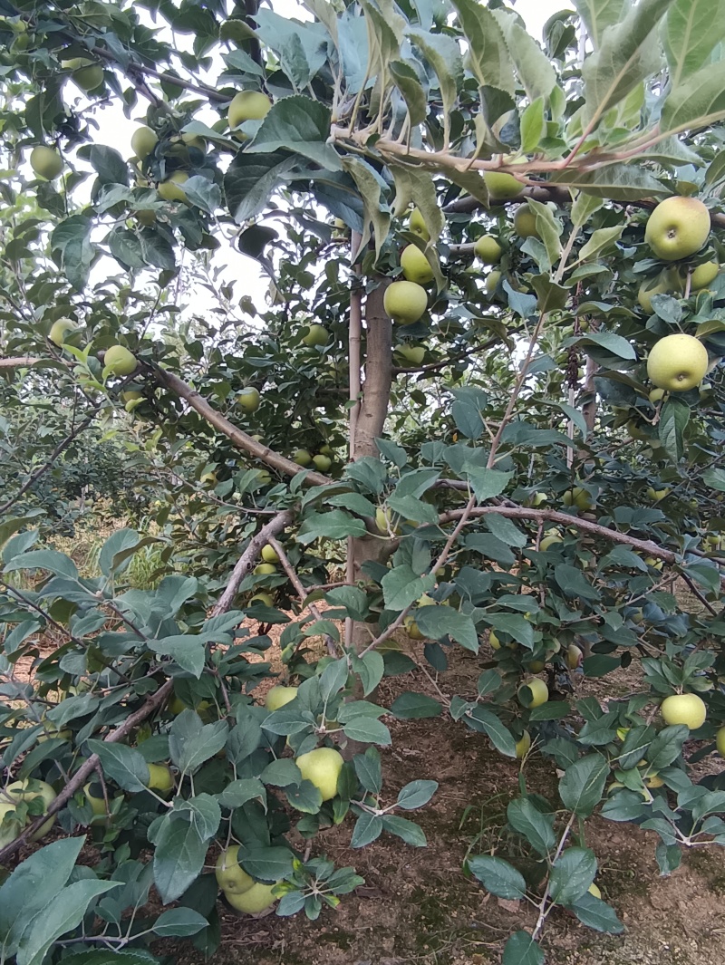 出售五年苹果树