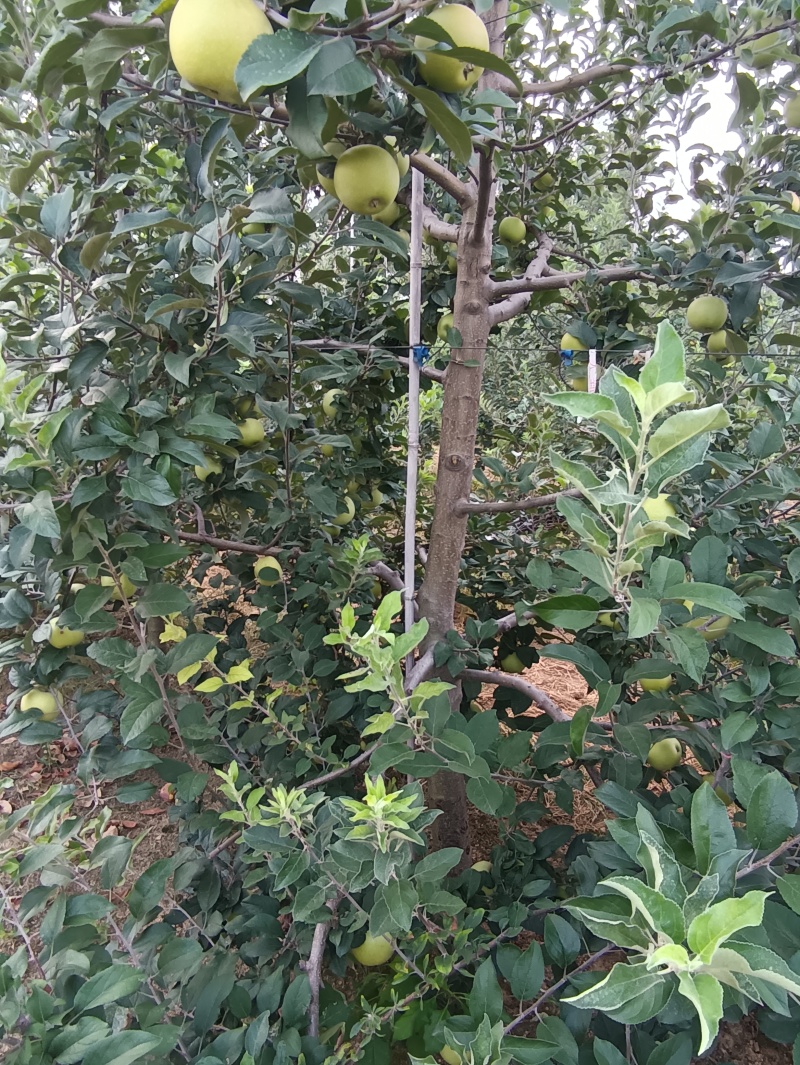 出售五年苹果树