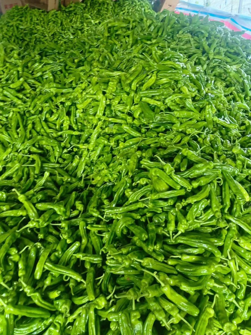【实力推荐】泡椒鲜辣椒量大质优规格齐全欢迎各大老板采购