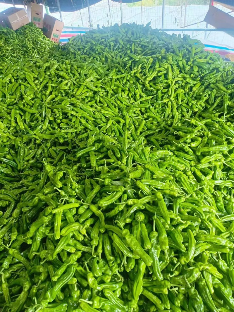 【实力推荐】泡椒鲜辣椒量大质优规格齐全欢迎各大老板采购