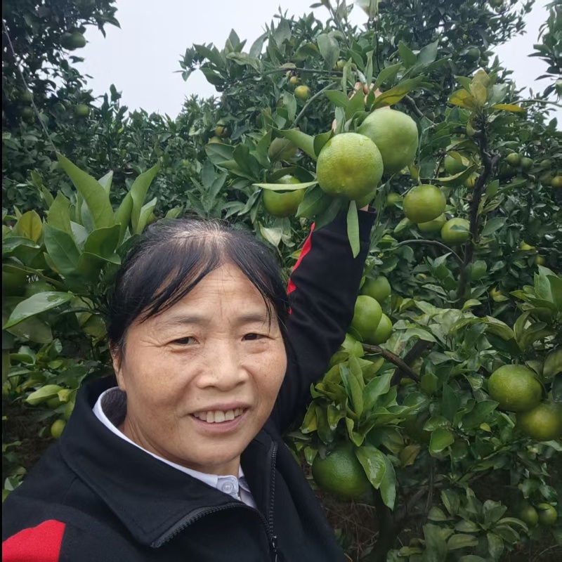 新津蜜桔四川蜜橘柑桔原产地直发量大价优欢迎联系
