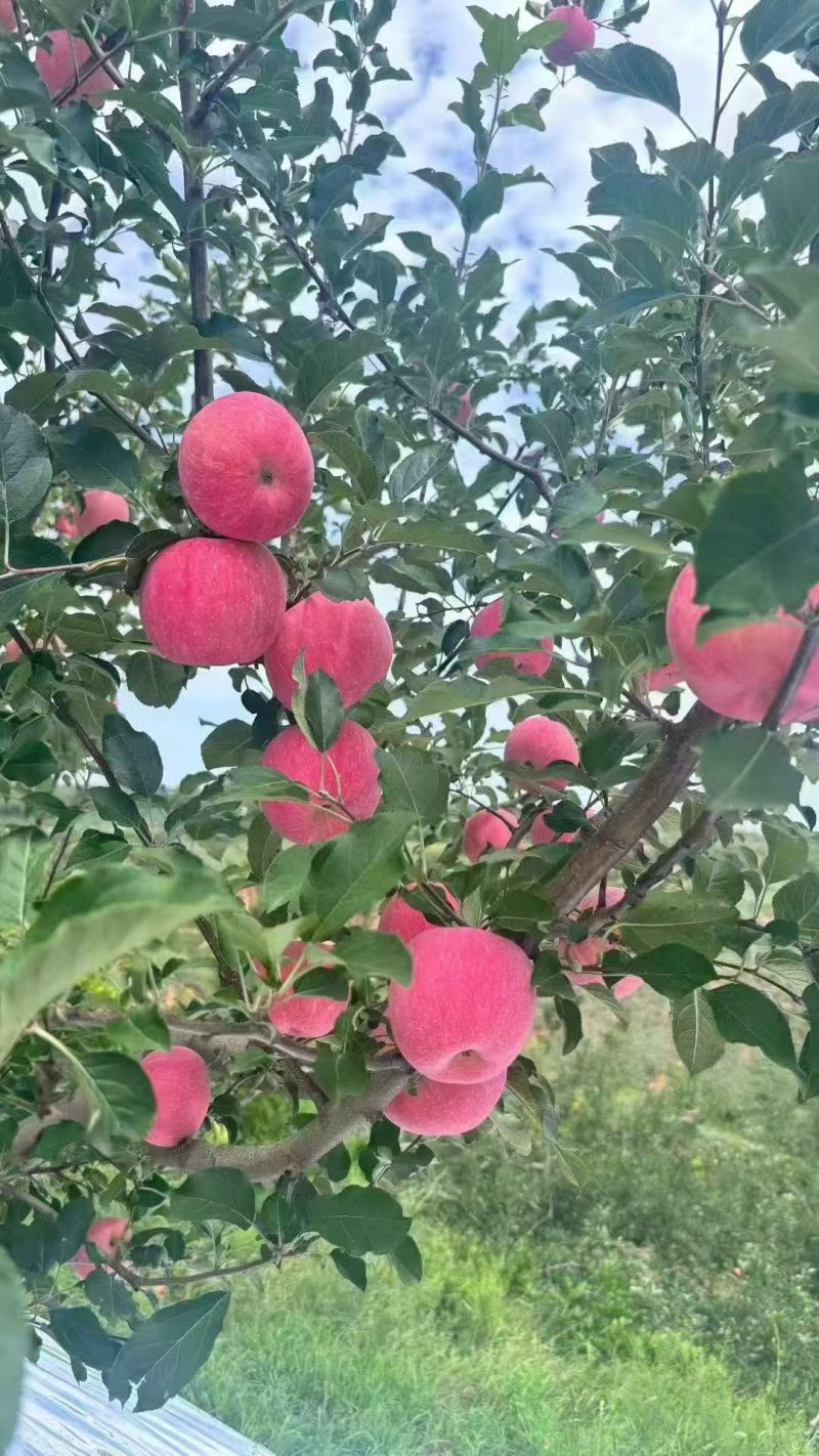 红富士苹果产地直发量大从优欢迎来电采购