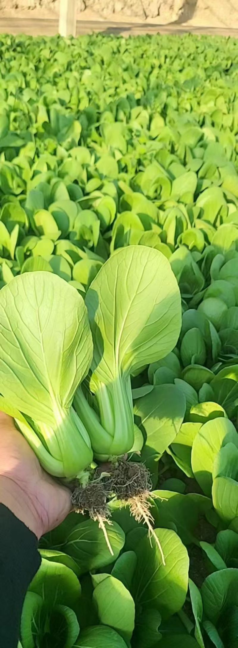 精品唐菜
