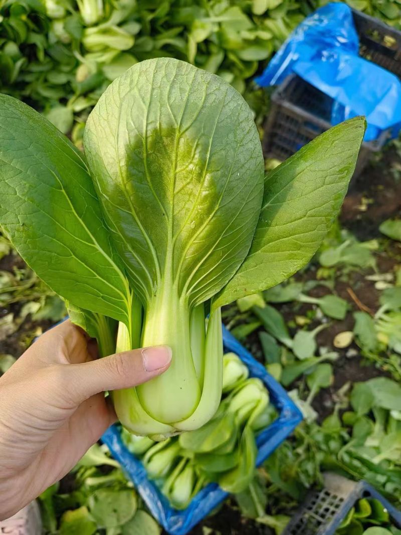 精品唐菜