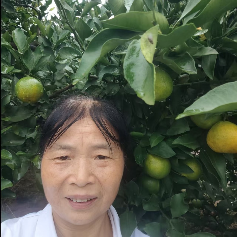 新津蜜桔四川蜜橘柑桔原产地直发量大价优欢迎联系
