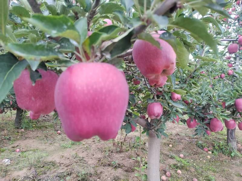 花牛苹果大量上市产地直发可视频看货