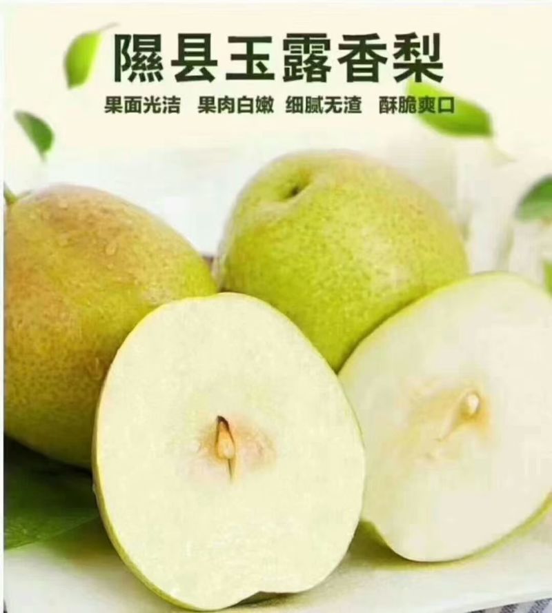 山西隰县玉露香梨，红富士苹果