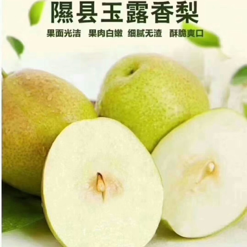 山西隰县玉露香梨，红富士苹果