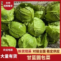 包菜甘蓝圆包菜大量上市，量大价格从优，可视频看货