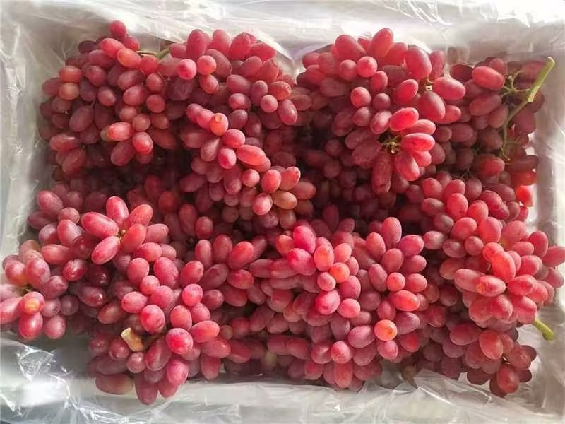 克伦生葡萄/山东烟台克伦生葡萄甜脆多汁/对接全国采购商