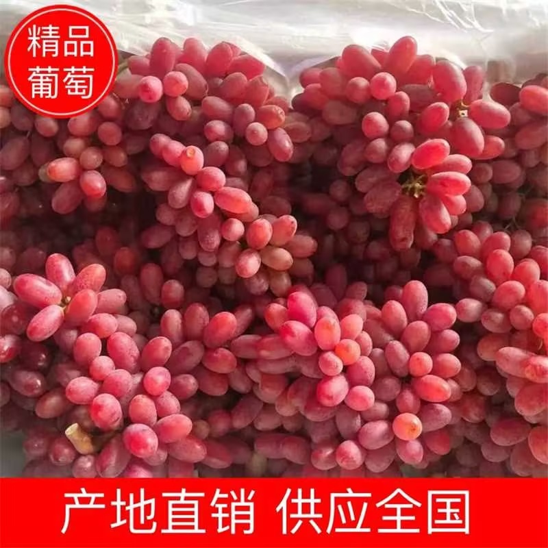 克伦生葡萄/山东烟台克伦生葡萄甜脆多汁/对接全国采购商