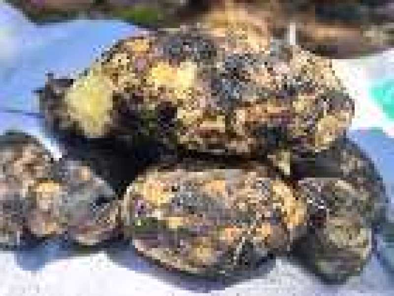 泸沽湖高原生态土豆红皮黄心土豆产地直供大量有货全国发货