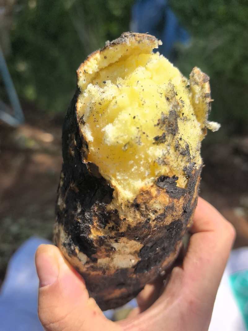 泸沽湖高原生态土豆红皮黄心土豆产地直供大量有货全国发货