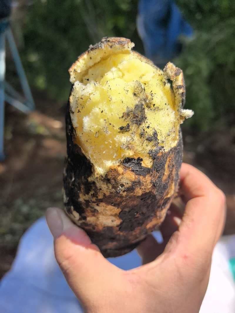 泸沽湖高原生态土豆红皮黄心土豆产地直供大量有货全国发货