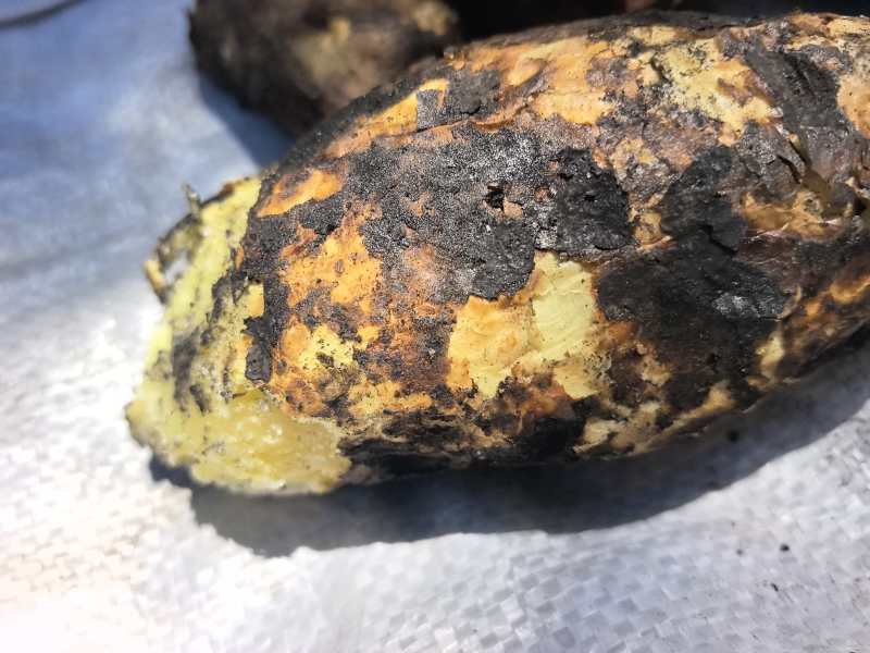 泸沽湖高原生态土豆红皮黄心土豆产地直供大量有货全国发货