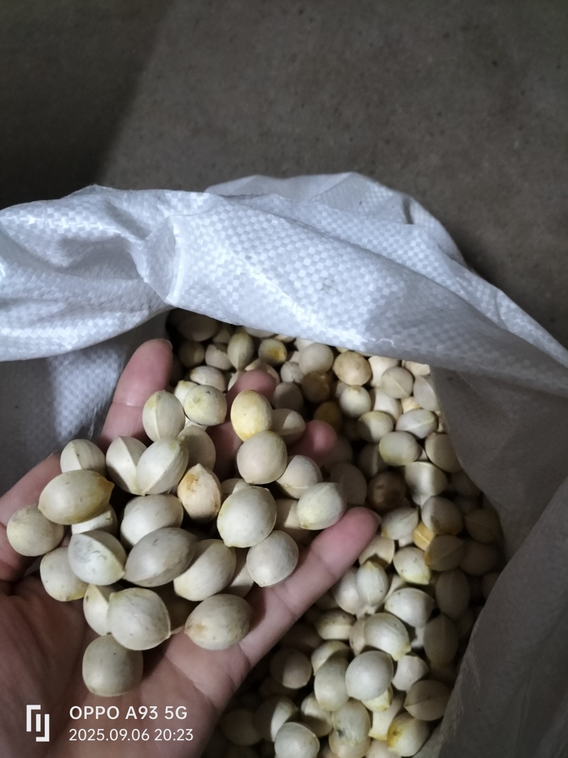 银杏果