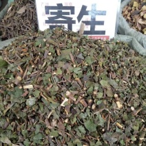 桑寄生