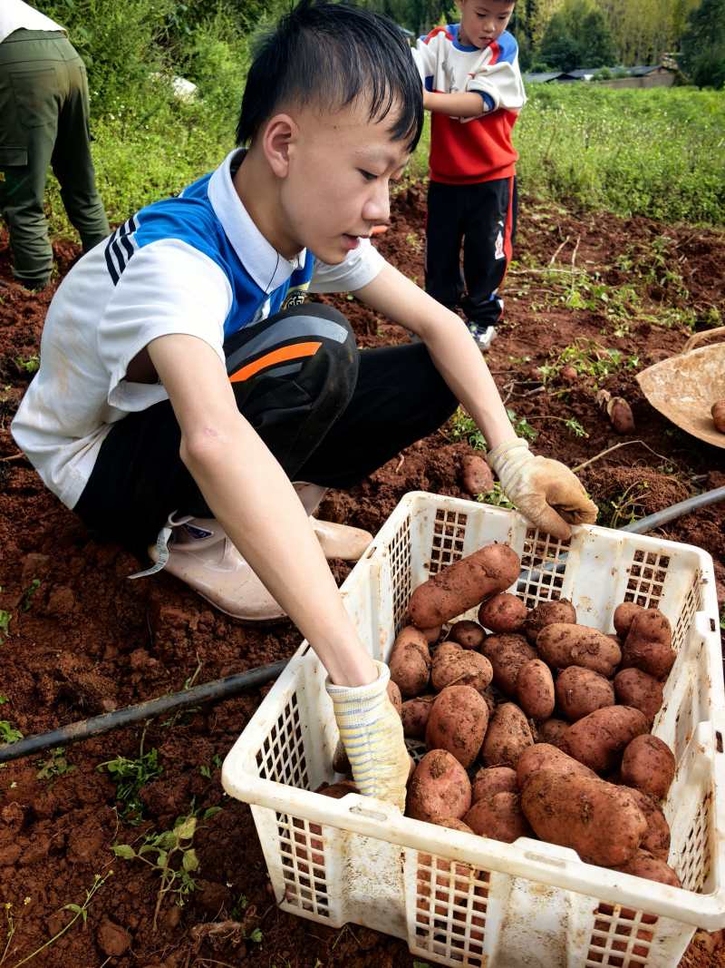 泸沽湖高原生态土豆红皮黄心土豆产地直供大量有货全国发货