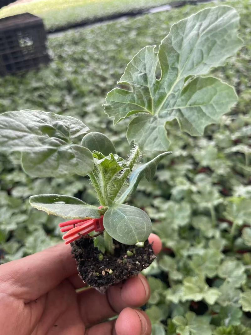 早春红玉西瓜苗基地直供全国发货可技术指导可视频看货