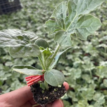 早春红玉西瓜苗基地直供全国发货可技术指导可视频看货