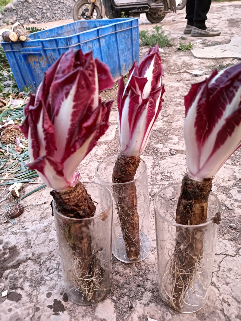 菊苣根芽球菊苣根金玉兰菜盆栽蔬菜欢迎咨询