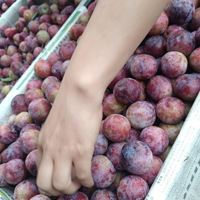 小脆红