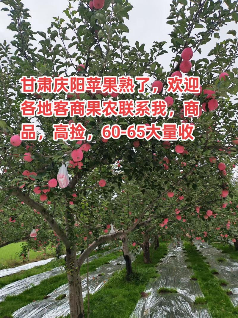 庆阳红富士大量上市，商品，高捡，下检，60-65