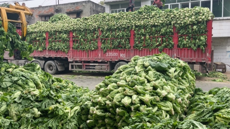 小叶芥，大叶青菜