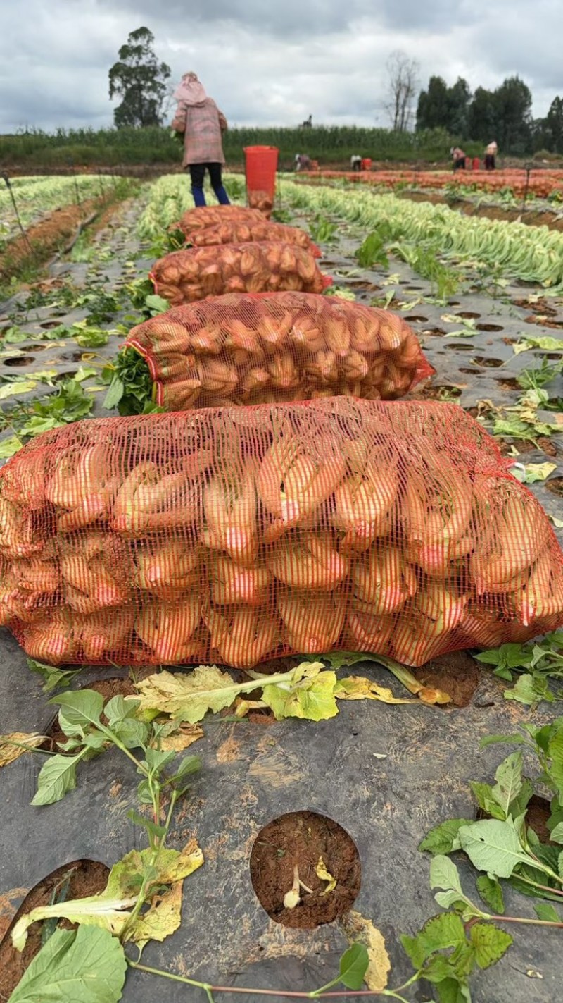 小叶芥，大叶青菜