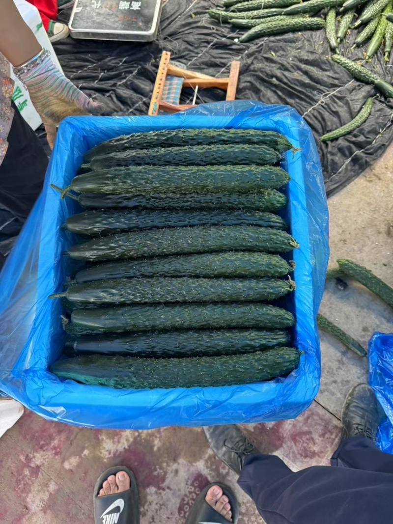 贵州精品密刺黄瓜产地直发可长期供应保质保量