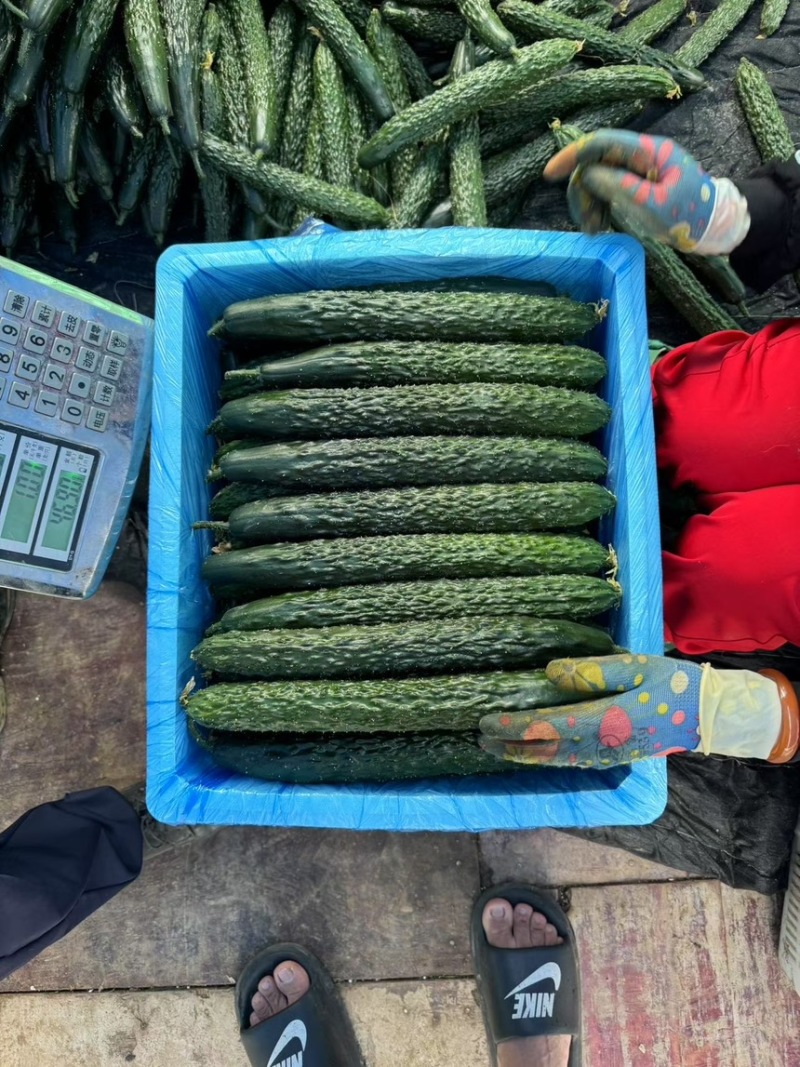 贵州精品密刺黄瓜产地直发可长期供应保质保量