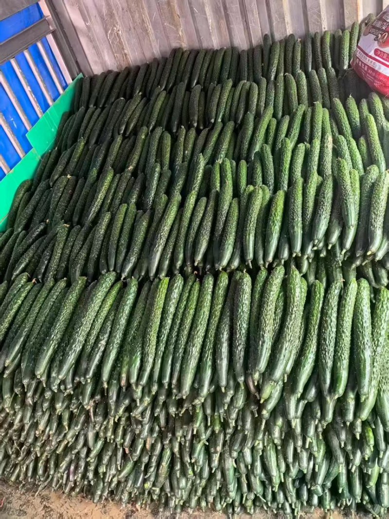 贵州精品密刺黄瓜产地直发可长期供应保质保量