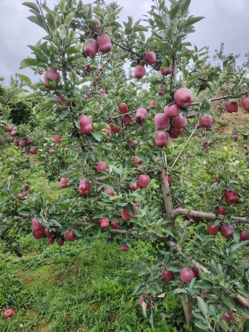 花牛苹果大量有货基地直供现摘现发品质优可对接市场商超欢