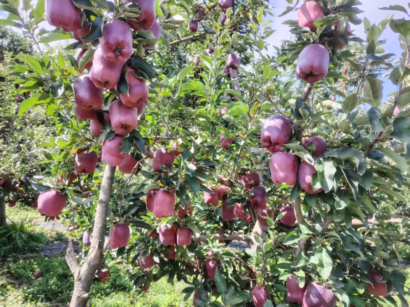 花牛苹果大量有货基地直供现摘现发品质优可对接市场商超欢
