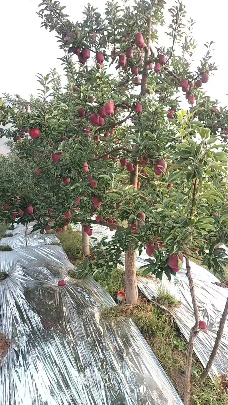 花牛苹果基地直供品质优可对接市场商超现摘现发欢迎咨询