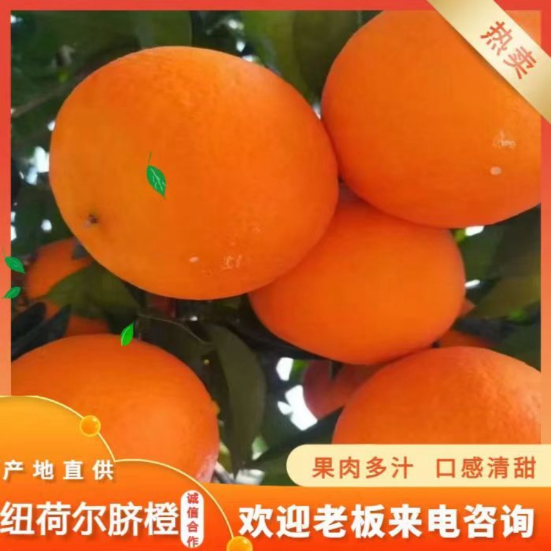 纽荷尔橙子果面光滑果色橙红肉质脆嫩化渣