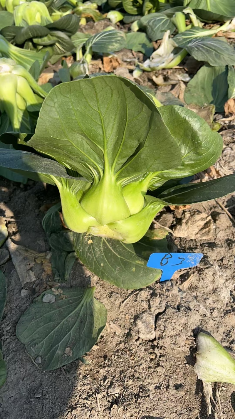 黑蛙四倍体好吃太湖青菜种子软糯微甜矮箕黑亮苏州青菜