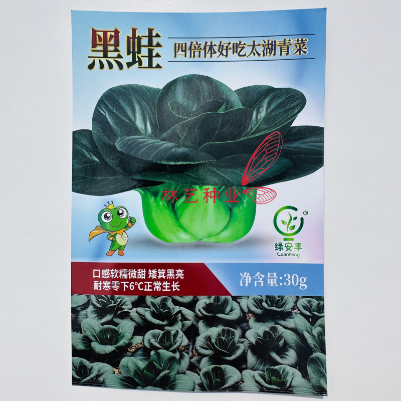 黑蛙四倍体好吃太湖青菜种子软糯微甜矮箕黑亮苏州青菜