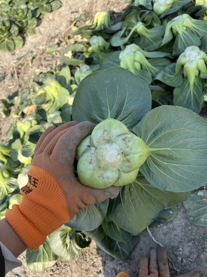黑蛙四倍体好吃太湖青菜种子软糯微甜矮箕黑亮苏州青菜