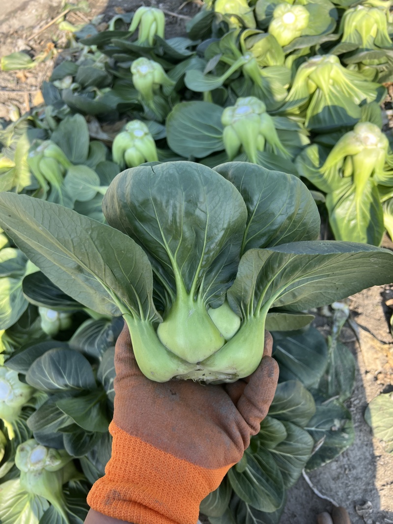黑蛙四倍体好吃太湖青菜种子软糯微甜矮箕黑亮苏州青菜