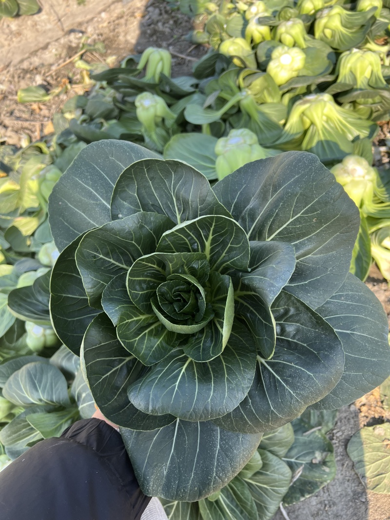 黑蛙四倍体好吃太湖青菜种子软糯微甜矮箕黑亮苏州青菜