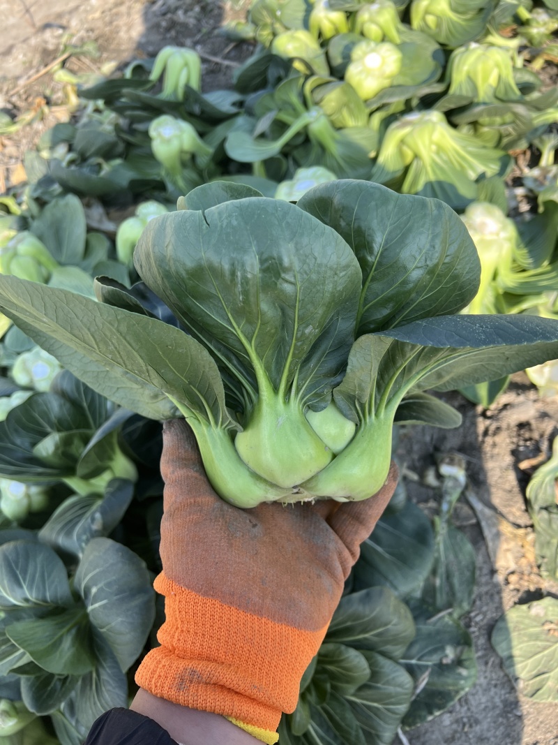 黑蛙四倍体好吃太湖青菜种子软糯微甜矮箕黑亮苏州青菜