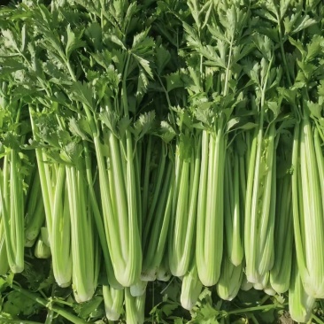 西芹量大价格美丽
