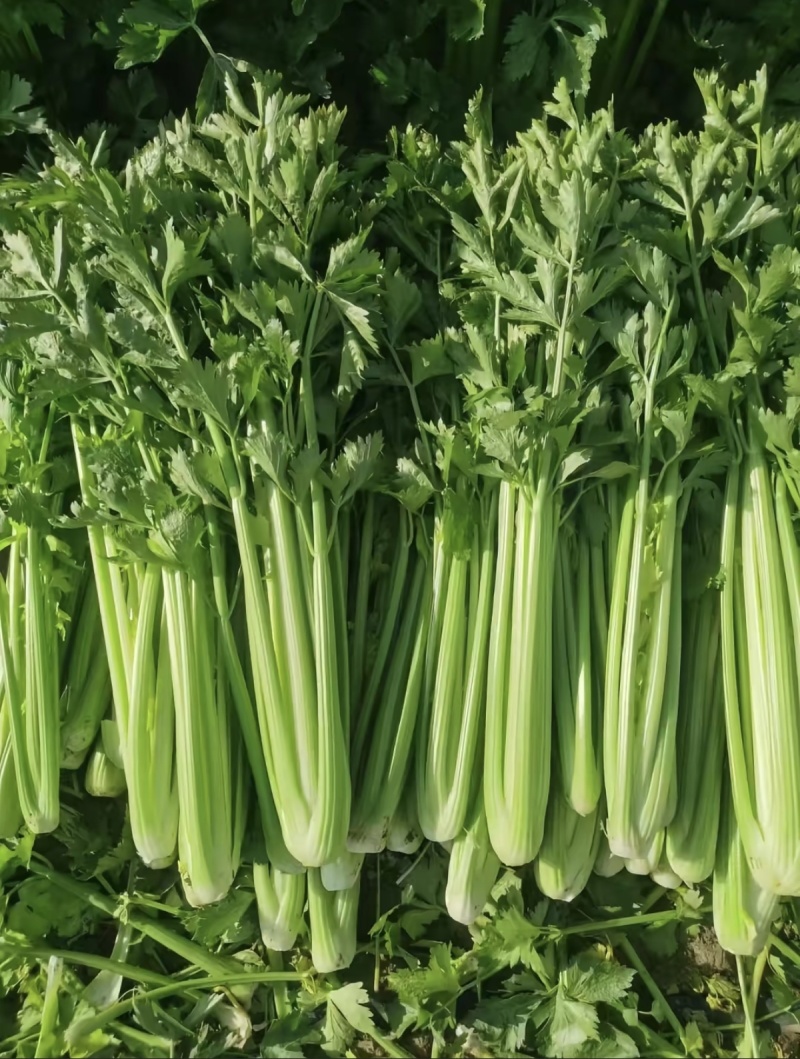 西芹量大价格美丽