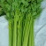 西芹量大价格美丽
